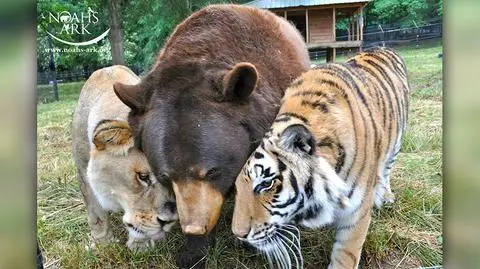 Leo, Baloo i Shere Khan kochają się jak bracia