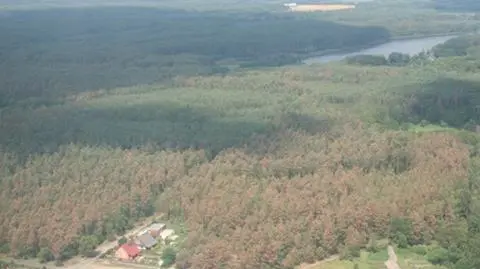 Po nawałnicach drzewa obumarły. Ponad 1000 ha lasów zniszczonych
