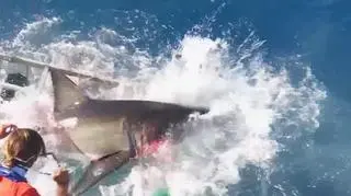 Rekin wpadł do klatki z nurkami