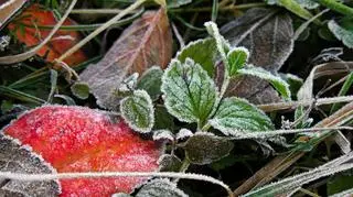 Nocą będzie zimno. Rano może pojawić się szron