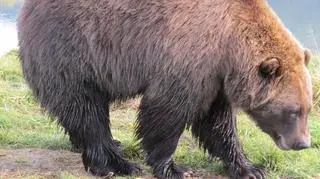 Niedźwiedź brunatny