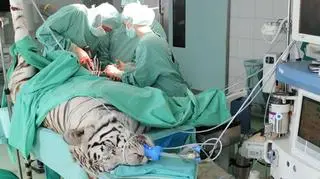 Tygrys Elvis, podczas operacji