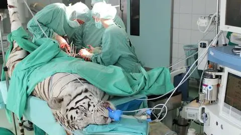 Złamał kość strzałkową, trzeba było go operować