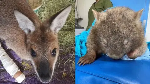 Poparzone kangury, koale i wombaty. "Odbudowanie populacji może trwać lata"