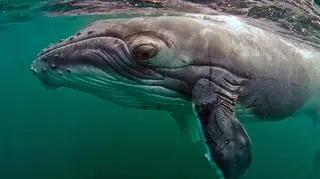 Ssaki wstrzymują oddech dzięki mioglobinie