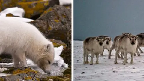 Arktyczna tundra zrzuca białą szatę