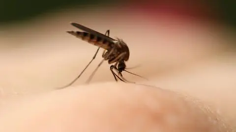 Komary mogą być prawdziwym utrapieniem