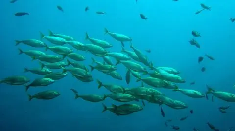 Niektóre gatunki ryb są wrażliwe na zmianę tlenu w wodach oceanicznych
