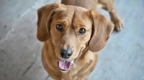 Naukowcy wiedzą, jak obliczyć, ile ludzkich lat ma pies