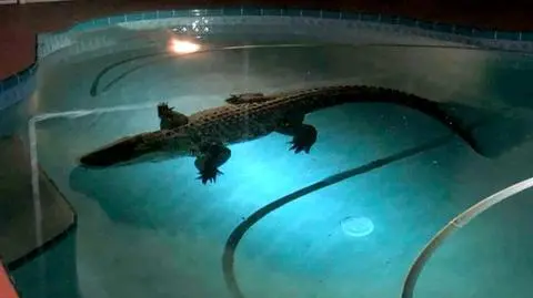 Prawie 3,5-metrowy aligator wylegiwał się w basenie