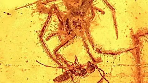 "Ten koszmar nie ma końca". Atak pająka uwieczniony w bursztynie