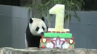 Urodziny pand wielkich w waszyngtońskim zoo