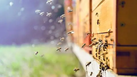 Pestycydy są zabójcze dla pszczół