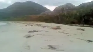Martwe walenie na wybrzeżu wyspy Clemente (archipelag Guaitecas)