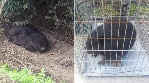 Wycieńczony utknął w przydrożnym rowie. "Bobra robota" policjantów