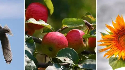 Magiczna przyroda. Poznaj niezwykłe uroki lata