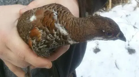 Leśnicy uratowali jarząbka z pazurów krogulca