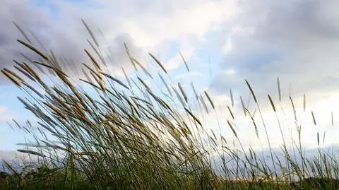 Dziś wietrznie i może padać niewielki deszcz