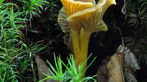 Pieprznik trąbkowy Cantharellus tubaeformis
