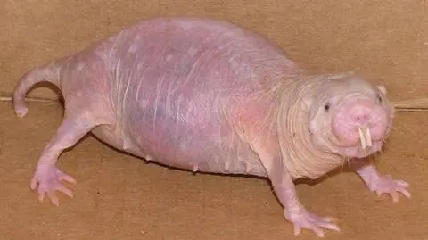 Przeżyją nawet pięć godzin bez tlenu. Poznaj tajemnicę niezwykłych kretoszczurów