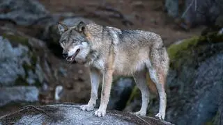 Wilki