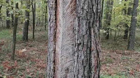 Tajemnicze "pióra" na drzewach. Wiecie, skąd się wzięły?