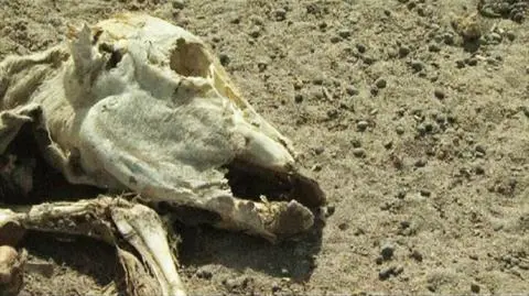 Afryka: susza zagraża ludziom i zabija zwierzęta