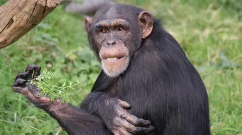 Szympans rozpoznał zniekształconą mowę