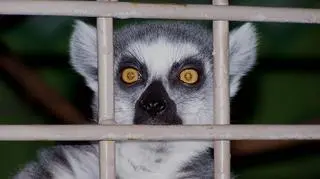 Naturalnym miejscem życia lemurów jest Madagaskar