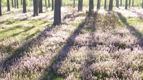 W większej części kraju będzie bardzo pogodnie