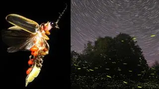 Świetliki symbolizują czas zalotów 