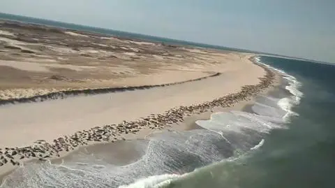 Tysiące fok plażowały na Cape Cod