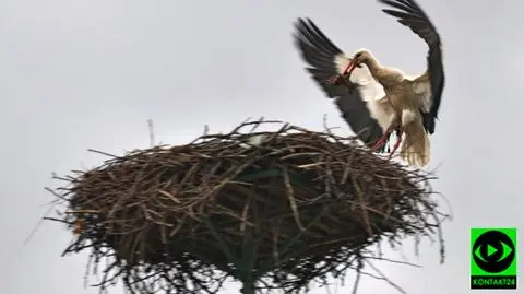Bociany powróciły do Polski