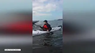 Humbak nurkuje pod kajakiem