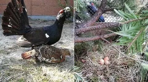 Głuszce w trakcie toków