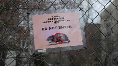 Brytyjczycy podzieleni ws. szczurów. Zabijać więcej czy pozwolić na inwazję?