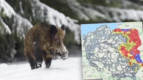 Polowania mają się odbyć na terenie ośmiu województw