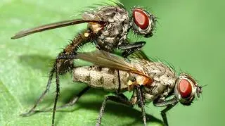Owady z rodziny Anthomyiidae. Naukowcy zbadali trzy inne gatunki tych zwierząt