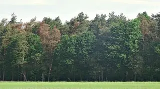 Susza niszczy sosny