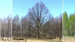 Lasy Państwowe dokumentują wiosnę