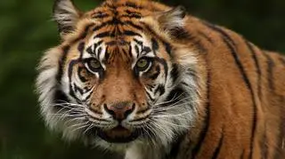 Tygrys sumatrzański zaatakował pracownicę zoo