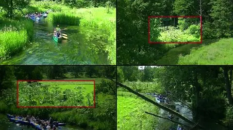 Barszcz Sosnowskiego porasta Rospudę