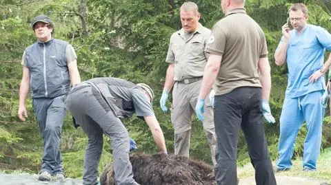 Niedźwiedź Eryk został postrzelony. Ale to nie to doprowadziło do paraliżu