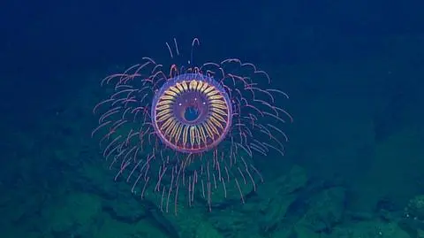 Meduza jak podwodne fajerwerki
