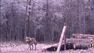 Spacer basiora w okolicy Szczytna