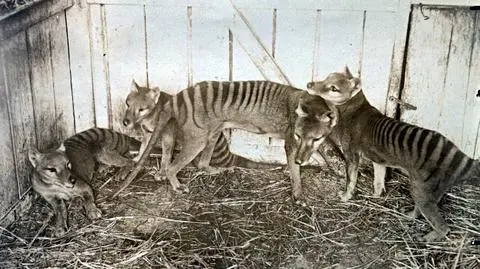 Wilki workowate w ogrodzie zoologicznym Hobart Zoo w 1910 roku
