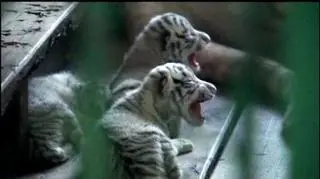 Białe tygrysy z chińskiego zoo