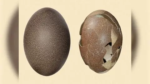 Naukowcy znaleźli prawie kompletne jajo emu