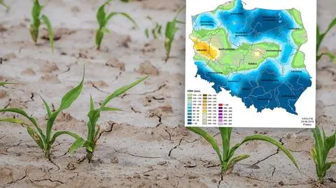 W dziesięciu województwach występuje susza rolnicza