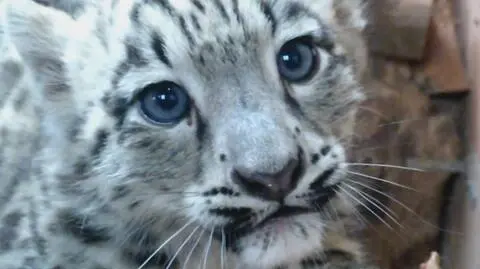 Duże koty z angielskiego zoo na spacerze. Zobacz, jak sobie radzą